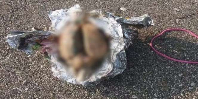 Warga Geger Temukan Bungkusan Misterius Berisi Organ `Otak Manusia`
