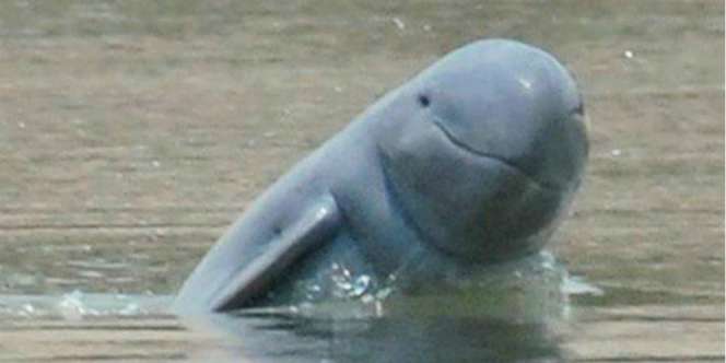 Video Viral Pesut Muncul di Sungai Riau, Baru Pertama Kali Terjadi!