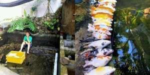 Apes! Minta Orang Kuras Kolam, Semua Ikan Koi Kesayangan Mati Tak Tersisa