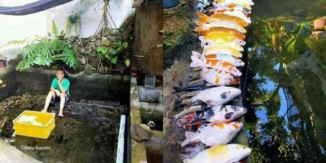 Apes! Minta Orang Kuras Kolam, Semua Ikan Koi Kesayangan Mati Tak Tersisa