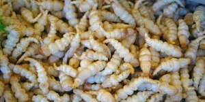 Jangan Kaget, Ada Sayuran yang Bentuknya Mirip dengan Ulat