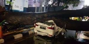 Sebuah Mobil Hancur Tertimpa Pohon di Menteng