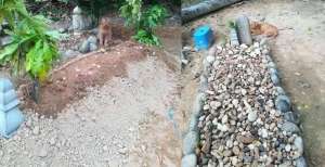 Sejak Hari Pertama hingga Tahun Ke 2, Kucing Ini Setia Ziarah Makam Tuannya