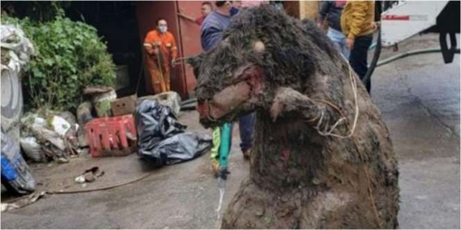 Heboh Penemuan 'Tikus' Raksasa Segede Anak Gajah di Got
