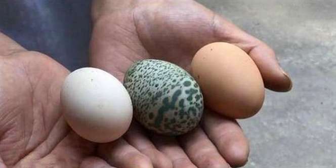Misterius, Ayam Bertelur Bercak Hijau