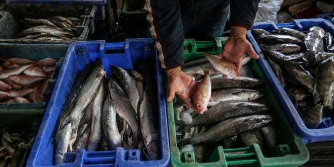 Viral Video Ribuan Ikan Terdampar di Pantai Gaza Demi Nelayan, Ini Faktanya