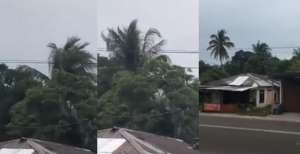 Tak Ada Angin Kencang, Pohon Kelapa Goyang Sendiri di Siang Bolong