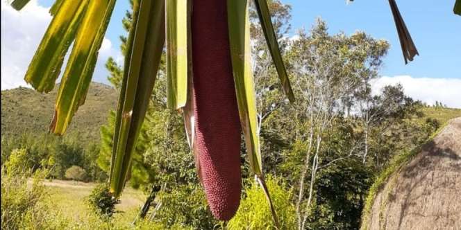 5 Manfaat Buah Merah Untuk Kesehatan