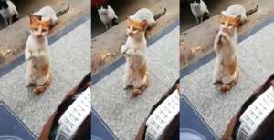 Video Kucing Seolah Minta Makan Ini Bikin Netizen Terharu dan Menangis