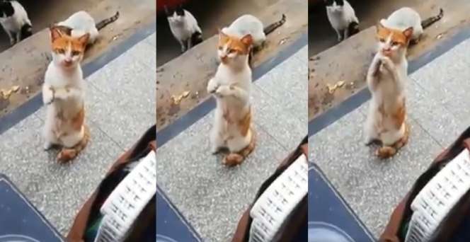 Video Kucing Seolah Minta Makan Ini Bikin Netizen Terharu dan Menangis