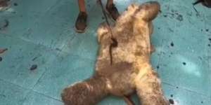 Viral Boneka Usang Tiba-Tiba Bergerak Sendiri, Saat Dibedah Isinya Mengejutkan