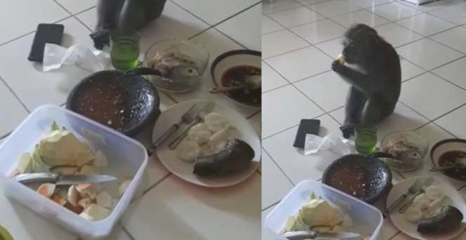 Lagi Asyik `Ngerujak`, Monyet Nyelonong dan Ambil Alih Pesta Rujak