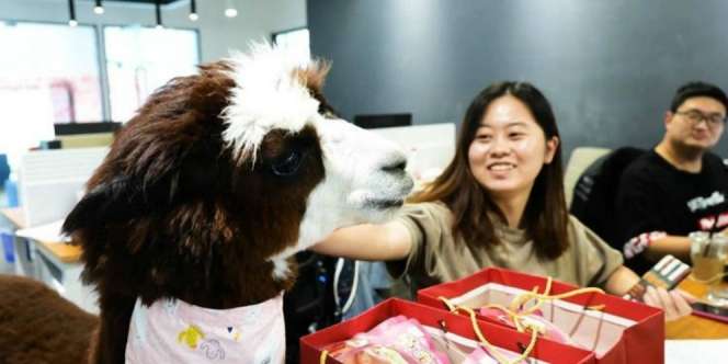 Kurangi Stres Pegawai, Perusahaan Rekrut Alpaca Buat Keliling Kantor