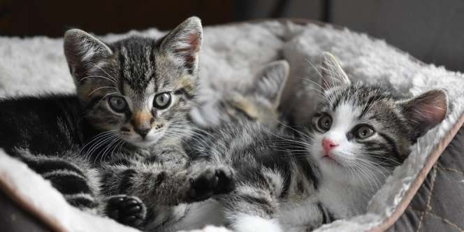Waspada, Inilah Dampak Negatif Saat Tidur Bersama Kucing