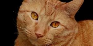 Beli Kucing Online, yang Datang Malah Harimau Sumatera