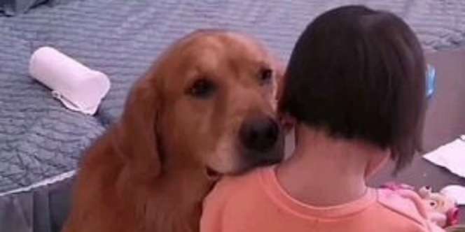 Balita Menangis Dimarahi Ibunya, Anjing Peliharaan `Marah` ke Majikan