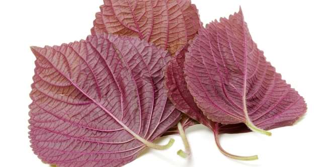 Dari Kuliner Halal hingga Pengobatan, Begini Manfaat Daun Shiso Merah 