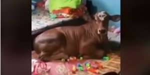 Video Kocak Anak Sapi 'Santuy' di Kasur Penuh Mainan