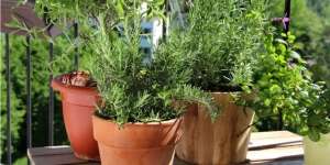 Kunci Merawat Tanaman dalam Pot Selalu Sehat dan Subur