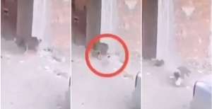 Aksi Kucing Heroik Tolong Bocah Saat Diserang Anjing
