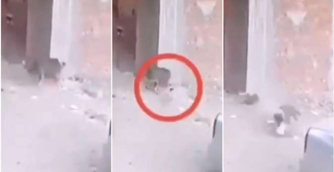 Aksi Kucing Heroik Tolong Bocah Saat Diserang Anjing
