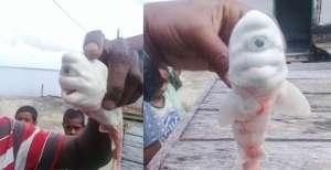 Viral Nelayan Maluku Temukan Makhluk Aneh: Berwarna Putih, Bermata Satu