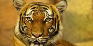 Viral Harimau di Jalur Pendakian Gunung Sibayak, Benarkah?