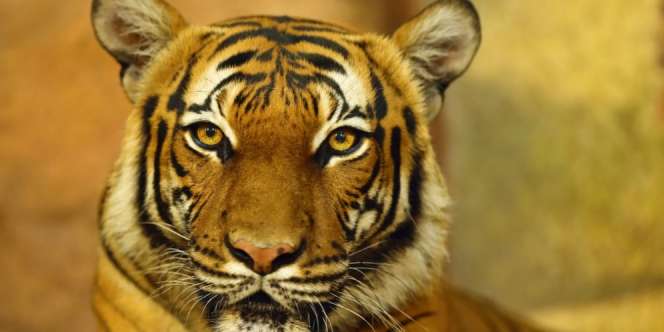 Viral Harimau di Jalur Pendakian Gunung Sibayak, Benarkah?