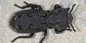 Kumbang Super Ini Jadi Inspirasi Desain Mobil dan Pesawat