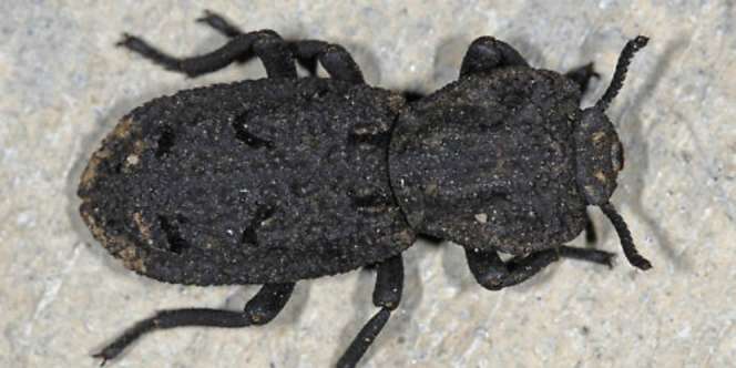 Kumbang Super Ini Jadi Inspirasi Desain Mobil dan Pesawat