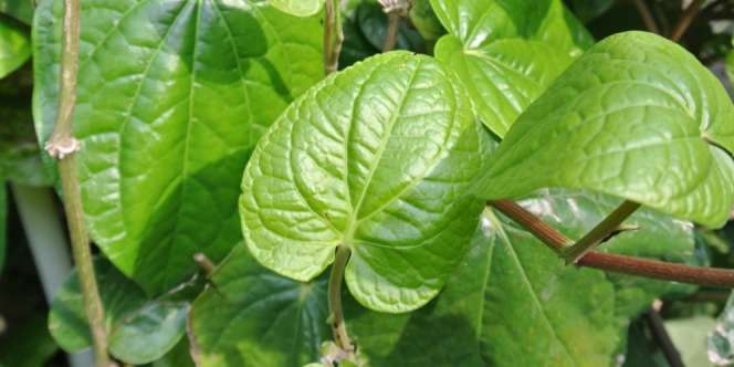 Videografis: Mengunyah Sirih Cegah Corona? Ini Faktanya