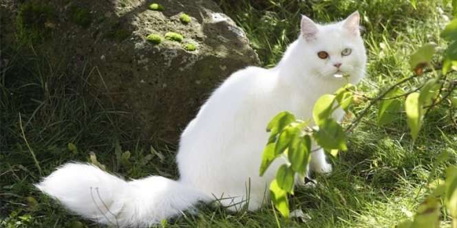 5 Jenis Kucing Peliharaan, Lucu dan Bersahabat