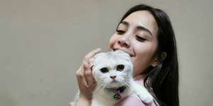 Deretan Kucing Milik Seleb yang Bikin Gemas