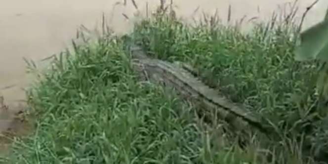Warga Tangerang Harap Waspada! 43 Ekor Buaya Lepas ke Sungai Cisadane