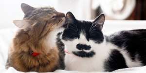 Tips dan Trik Membersihkan Telinga Kucing, Waspada sama Earmites