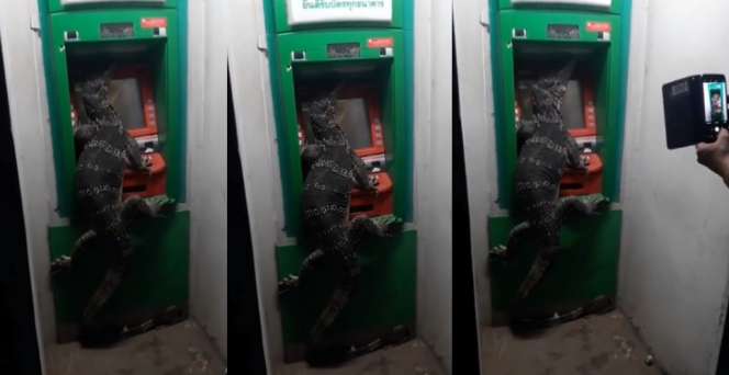 Mau Tarik Uang, Warga Dikejutkan Biawak Raksasa Menempel di Mesin ATM