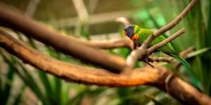 Aksi Burung Beo Selamatkan Pemiliknya dari Kebakaran