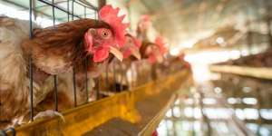 Covid-19 Belum Usai, Jepang Hadapi Kasus Wabah Flu Burung