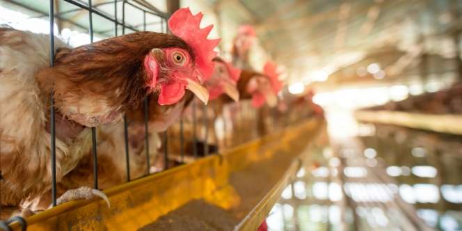 Covid-19 Belum Usai, Jepang Hadapi Kasus Wabah Flu Burung