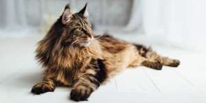 7 Jenis Kucing yang Bulunya Panjang, Bikin Happy buat Dibelai