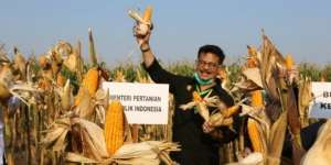 Jangan Cemas! Pasokan Bahan Pangan Aman Selama Pandemik 