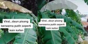 Fenomena Daun Pisang Putih Seperti Kafan, Pertanda Apa?