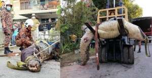 Geger Buaya Hampir 1 Ton Terdampar di Selokan Warga, Dievakuasi Pakai Forklift