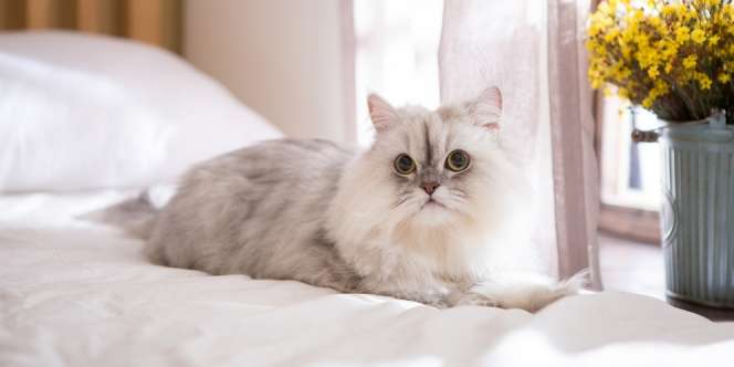 Tips Merawat Kucing Persia untuk Pemula, Jangan Sepelekan Makanannya Ya