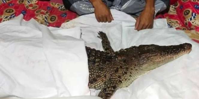 Dianggap Hewan Jadi-jadian, Buaya di Makassar Balik ke Habitat Asal