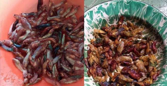 Geger! Puluhan Ekor Ikan Cupang Jadi Rempeyek, Netizen Auto-Nangis