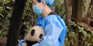 Viral Video Bayi Panda Menangis, Bikin Gregetan Saking Gemesnya!