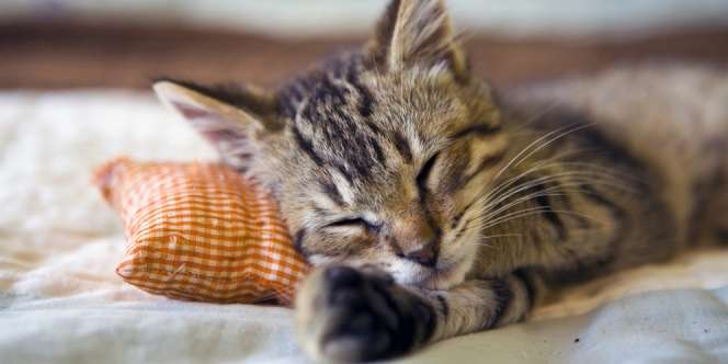 Selain Tanda Bahagia dan Nyaman, Ini 5 Fakta tentang Dengkuran Kucing