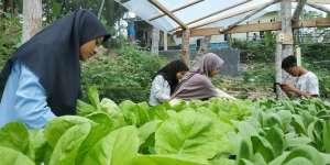 Balik Kampung karena Kuliah Online, Mahasiswa Jajal Bisnis Hidroponik dan Lele