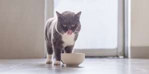 Tampak Sepele, 5 Kesalahan Memberi Makanan Bisa Ancam Kesehatan Si Kucing